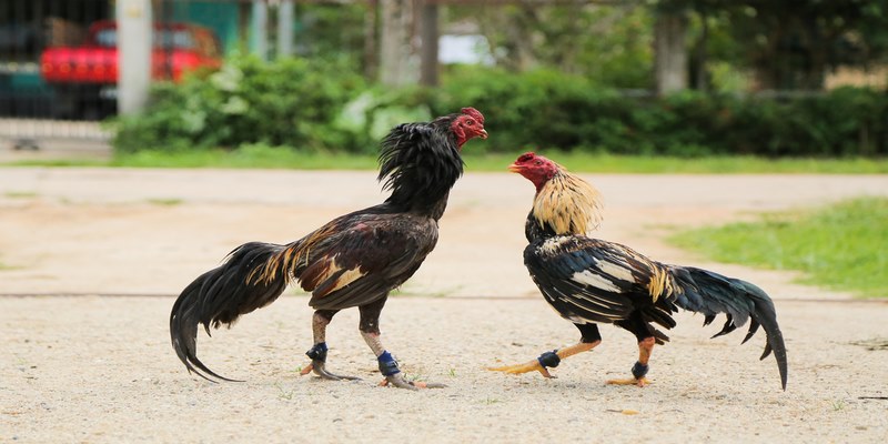 Lý do sư kê tập đòn đánh liên hòa cước cho gà chọi