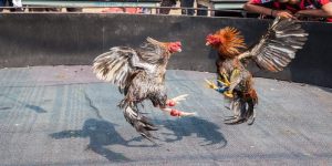 Tìm hiểu thông tin về Gà đá hầu